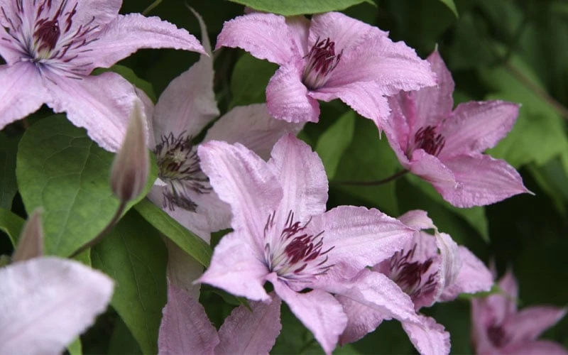 Hagley Hybrid Clematis - 1 Gallon Pot Hagley Hybrid Clematis - 1 Gallon Pot -Garden Plant Shop clematis hagley hybrid 13