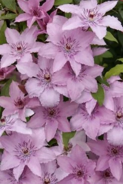 Hagley Hybrid Clematis - 1 Gallon Pot 9 Hagley Hybrid Clematis - 1 Gallon Pot -Garden Plant Shop clematis hagley hybrid 15