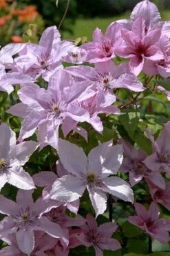Hagley Hybrid Clematis - 1 Gallon Pot 8 Hagley Hybrid Clematis - 1 Gallon Pot -Garden Plant Shop clematis hagley hybrid 18