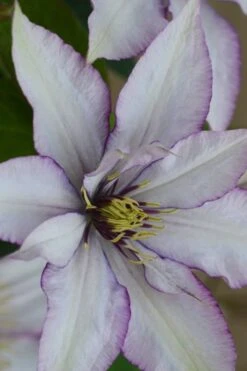Samaritan Jo Clematis - 1 Gallon Pot -Garden Plant Shop clematis samaritan joe 2