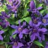 Sapphire Indigo Clematis - 3 Gallon Pot