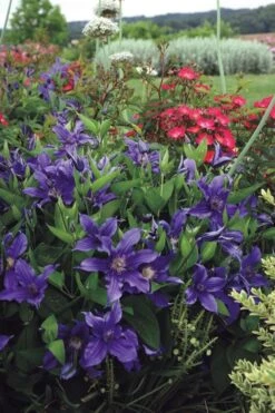 Sapphire Indigo Clematis - 3 Gallon Pot 5 Sapphire Indigo Clematis - 3 Gallon Pot -Garden Plant Shop clematis sapphire indigo 6