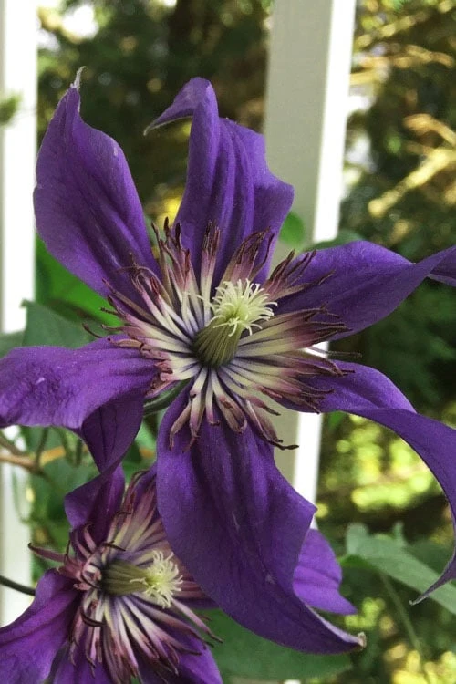 Sapphire Indigo Clematis - 3 Gallon Pot Sapphire Indigo Clematis - 3 Gallon Pot -Garden Plant Shop clematis sapphire indigo 9