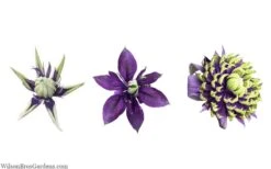 Taiga Clematis - 3 Gallon Pot -Garden Plant Shop clematis taiga 24