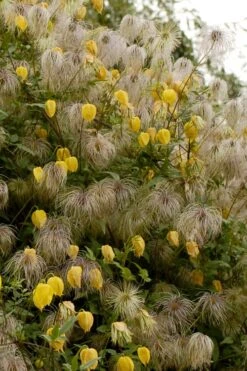 Tangutica Yellow Clematis - 1 Gallon Pot 4 Tangutica Yellow Clematis - 1 Gallon Pot -Garden Plant Shop clematis tangutica flowers and seedheads