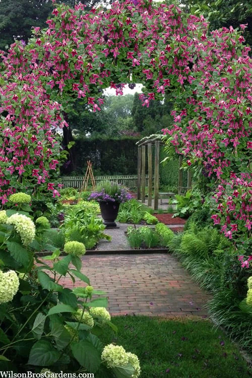 Etioile Rose Clematis - 1 Gallon Pot Etioile Rose Clematis - 1 Gallon Pot -Garden Plant Shop clematis texensis etoile rose 5