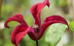 Gravetye Beauty Clematis - 1 Gallon Pot -Garden Plant Shop clematis texensis gravetye beauty 4