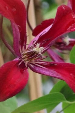 Gravetye Beauty Clematis - 1 Gallon Pot -Garden Plant Shop clematis texensis gravetye beauty 6