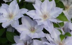 Tranquilite Clematis - 1 Gallon Pot -Garden Plant Shop clematis tranquilete 4