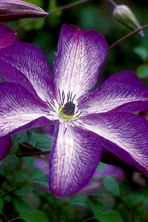 Venosa Violacea Clematis - 1 Gallon Pot Venosa Violacea Clematis - 1 Gallon Pot -Garden Plant Shop clematis venosa violacea 8