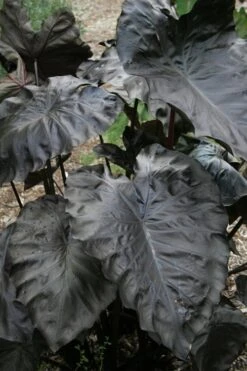 Royal Hawaiian Black Coral Elephant Ear (Colocasia) - 1 Gallon Pot -Garden Plant Shop colocasia esculenta black coral elephant ear 4