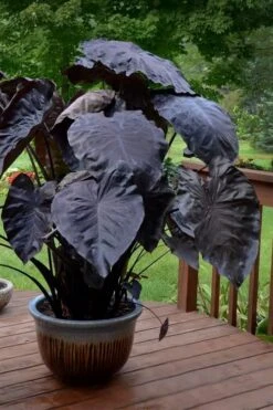 Royal Hawaiian Black Coral Elephant Ear (Colocasia) - 1 Gallon Pot -Garden Plant Shop colocasia esculenta black coral elephant ear 7