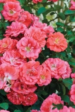 Coral Drift Groundcover Rose - 2 Gallon Pot -Garden Plant Shop coral drift rose 102