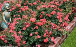 Coral Drift Groundcover Rose - 2 Gallon Pot -Garden Plant Shop coral drift rose 104