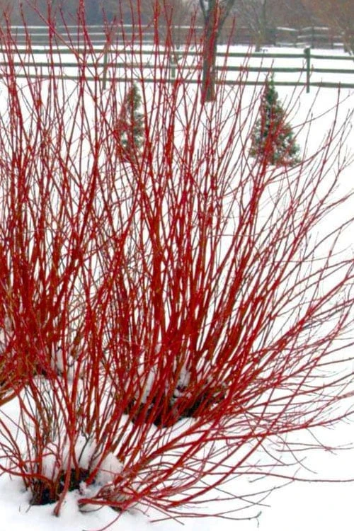 Ivory Halo Tatarian Dogwood (Cornus alba) - 1 Gallon Pot Ivory Halo Tatarian Dogwood (Cornus Alba) - 1 Gallon Pot -Garden Plant Shop cornus alba ivory halo tatarian dogwood 11