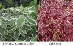 Ivory Halo Tatarian Dogwood (Cornus Alba) - 1 Gallon Pot 6 Ivory Halo Tatarian Dogwood (Cornus Alba) - 1 Gallon Pot -Garden Plant Shop cornus alba ivory halo tatarian dogwood 12