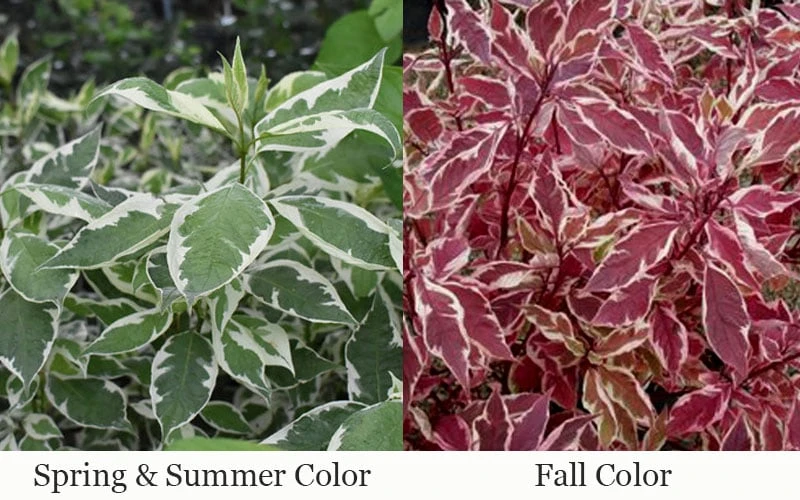 Ivory Halo Tatarian Dogwood (Cornus alba) - 1 Gallon Pot Ivory Halo Tatarian Dogwood (Cornus Alba) - 1 Gallon Pot -Garden Plant Shop cornus alba ivory halo tatarian dogwood 12