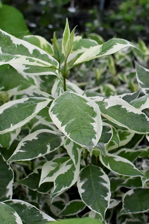 Ivory Halo Tatarian Dogwood (Cornus alba) - 1 Gallon Pot Ivory Halo Tatarian Dogwood (Cornus Alba) - 1 Gallon Pot -Garden Plant Shop cornus alba ivory halo tatarian dogwood 2