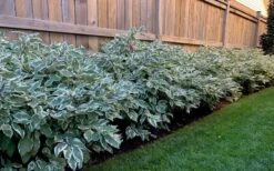 Ivory Halo Tatarian Dogwood (Cornus Alba) - 1 Gallon Pot 7 Ivory Halo Tatarian Dogwood (Cornus Alba) - 1 Gallon Pot -Garden Plant Shop cornus alba ivory halo tatarian dogwood 4