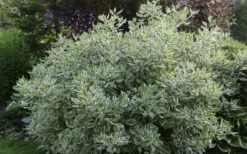 Ivory Halo Tatarian Dogwood (Cornus Alba) - 3 Gallon Pot -Garden Plant Shop cornus alba ivory halo tatarian dogwood 5 1