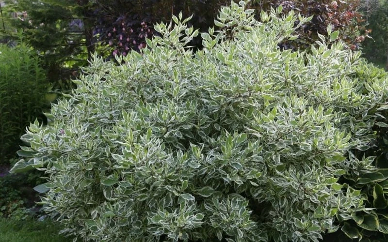 Ivory Halo Tatarian Dogwood (Cornus alba) - 1 Gallon Pot Ivory Halo Tatarian Dogwood (Cornus Alba) - 1 Gallon Pot -Garden Plant Shop cornus alba ivory halo tatarian dogwood 5