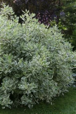 Ivory Halo Tatarian Dogwood (Cornus Alba) - 1 Gallon Pot 8 Ivory Halo Tatarian Dogwood (Cornus Alba) - 1 Gallon Pot -Garden Plant Shop cornus alba ivory halo tatarian dogwood 6