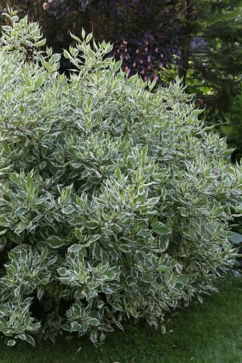 Ivory Halo Tatarian Dogwood (Cornus alba) - 1 Gallon Pot Ivory Halo Tatarian Dogwood (Cornus Alba) - 1 Gallon Pot -Garden Plant Shop cornus alba ivory halo tatarian dogwood 6