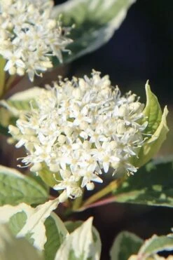 Ivory Halo Tatarian Dogwood (Cornus Alba) - 1 Gallon Pot 4 Ivory Halo Tatarian Dogwood (Cornus Alba) - 1 Gallon Pot -Garden Plant Shop cornus alba ivory halo tatarian dogwood 7