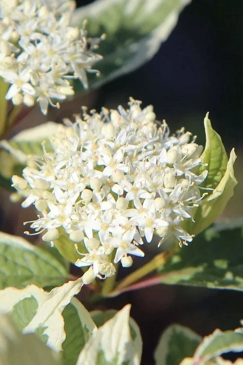 Ivory Halo Tatarian Dogwood (Cornus alba) - 1 Gallon Pot Ivory Halo Tatarian Dogwood (Cornus Alba) - 1 Gallon Pot -Garden Plant Shop cornus alba ivory halo tatarian dogwood 7