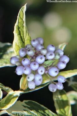 Ivory Halo Tatarian Dogwood (Cornus Alba) - 3 Gallon Pot -Garden Plant Shop cornus alba ivory halo tatarian dogwood 8 1