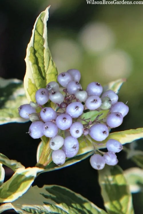 Ivory Halo Tatarian Dogwood (Cornus alba) - 1 Gallon Pot Ivory Halo Tatarian Dogwood (Cornus Alba) - 1 Gallon Pot -Garden Plant Shop cornus alba ivory halo tatarian dogwood 8