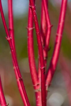 Ivory Halo Tatarian Dogwood (Cornus Alba) - 1 Gallon Pot 9 Ivory Halo Tatarian Dogwood (Cornus Alba) - 1 Gallon Pot -Garden Plant Shop cornus alba ivory halo tatarian dogwood 9