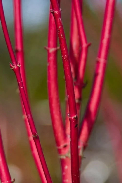 Ivory Halo Tatarian Dogwood (Cornus alba) - 1 Gallon Pot Ivory Halo Tatarian Dogwood (Cornus Alba) - 1 Gallon Pot -Garden Plant Shop cornus alba ivory halo tatarian dogwood 9