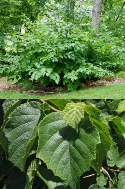 American Hazelnut (Filbert) - 3 Gallon Pot -Garden Plant Shop corylus american american hazelnut fall leaves 13 2