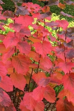 American Hazelnut Filbert (Corylus Americana) - 3 Pack Of 1.5 Quart Pots -Garden Plant Shop corylus american american hazelnut fall leaves 6 1
