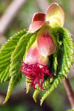 American Hazelnut Filbert (Corylus Americana) - 3 Pack Of 1.5 Quart Pots -Garden Plant Shop corylus american american hazelnut fall leaves 8 1
