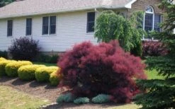 Velveteeny Purple Smoke Bush (Cotinus Coggygria) - 3 Gallon Pot -Garden Plant Shop cotinus coggygria velveteeny dwarf purple smoke bush 1