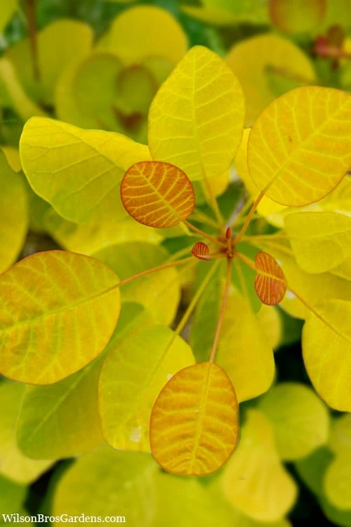 Winecraft Gold Smokebush - 3 Gallon Pot Winecraft Gold Smokebush - 3 Gallon Pot -Garden Plant Shop cotinus coggygria winecraft gold smokebush 1