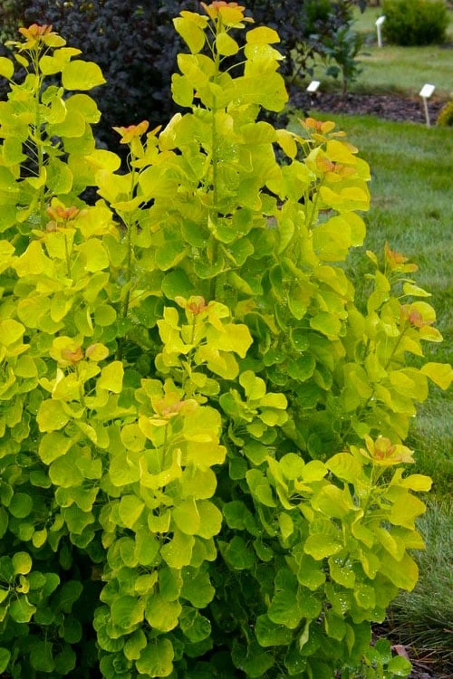 Winecraft Gold Smokebush - 3 Gallon Pot Winecraft Gold Smokebush - 3 Gallon Pot -Garden Plant Shop cotinus coggygria winecraft gold smokebush 4