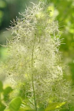 Winecraft Gold Smokebush - 3 Gallon Pot 4 Winecraft Gold Smokebush - 3 Gallon Pot -Garden Plant Shop cotinus coggygria winecraft gold smokebush 7