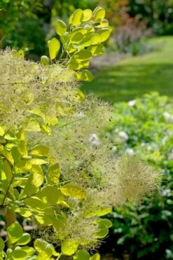 Winecraft Gold Smokebush - 3 Gallon Pot 5 Winecraft Gold Smokebush - 3 Gallon Pot -Garden Plant Shop cotinus coggygria winecraft gold smokebush 8