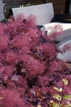 Dusky Maiden Smoke Tree (Single Trunk Topiary) - 7 Gallon Pot (4-5') -Garden Plant Shop cotinus dusky maiden smoke bush 4