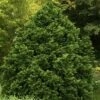 Tempelhof Hinoki Cypress - 1 Gallon Pot