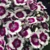 Barbarini 'Purple Picotee' Sweet William (Dianthus) - 5 Pack Of Quart Pots