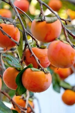 Fuyu Persimmon Tree - 7 Gallon Pot (4-5') 7 Fuyu Persimmon Tree - 7 Gallon Pot (4-5') -Garden Plant Shop diospyros kaki fuyu persimmon tree 3 1