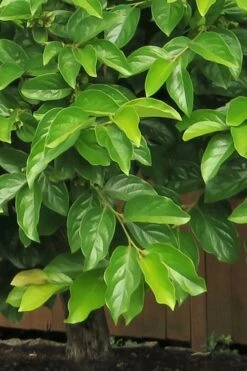 Fuyu Persimmon Tree - 3 Gallon Pot 5 Fuyu Persimmon Tree - 3 Gallon Pot -Garden Plant Shop diospyros kaki fuyu persimmon tree 6