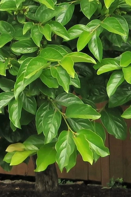 Fuyu Persimmon Tree - 3 Gallon Pot Fuyu Persimmon Tree - 3 Gallon Pot -Garden Plant Shop diospyros kaki fuyu persimmon tree 6