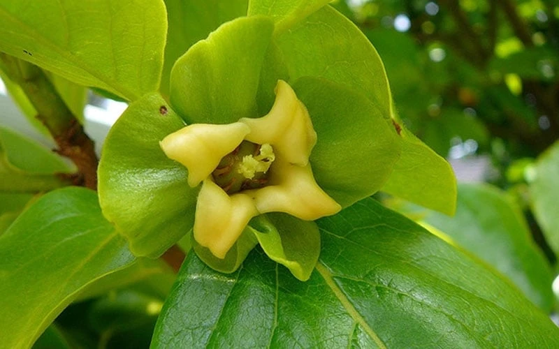 Fuyu Persimmon Tree - 3 Gallon Pot Fuyu Persimmon Tree - 3 Gallon Pot -Garden Plant Shop diospyros kaki fuyu persimmon tree 9