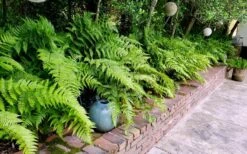 Autumn Brilliance Fern (Dryopteris Erythrosora) - 1 Gallon Pot -Garden Plant Shop dryopteris erythrosora autumn brilliance fern 10 2