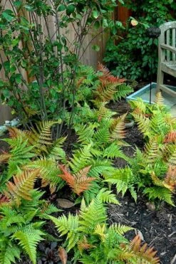Autumn Brilliance Fern (Dryopteris Erythrosora) - 6 Pack Of 1 Gallon Pots -Garden Plant Shop dryopteris erythrosora autumn brilliance fern 11 3